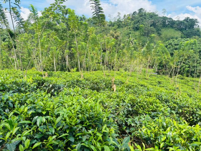 Tea Land for Sale Galle