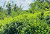 Tea Land for Sale Galle
