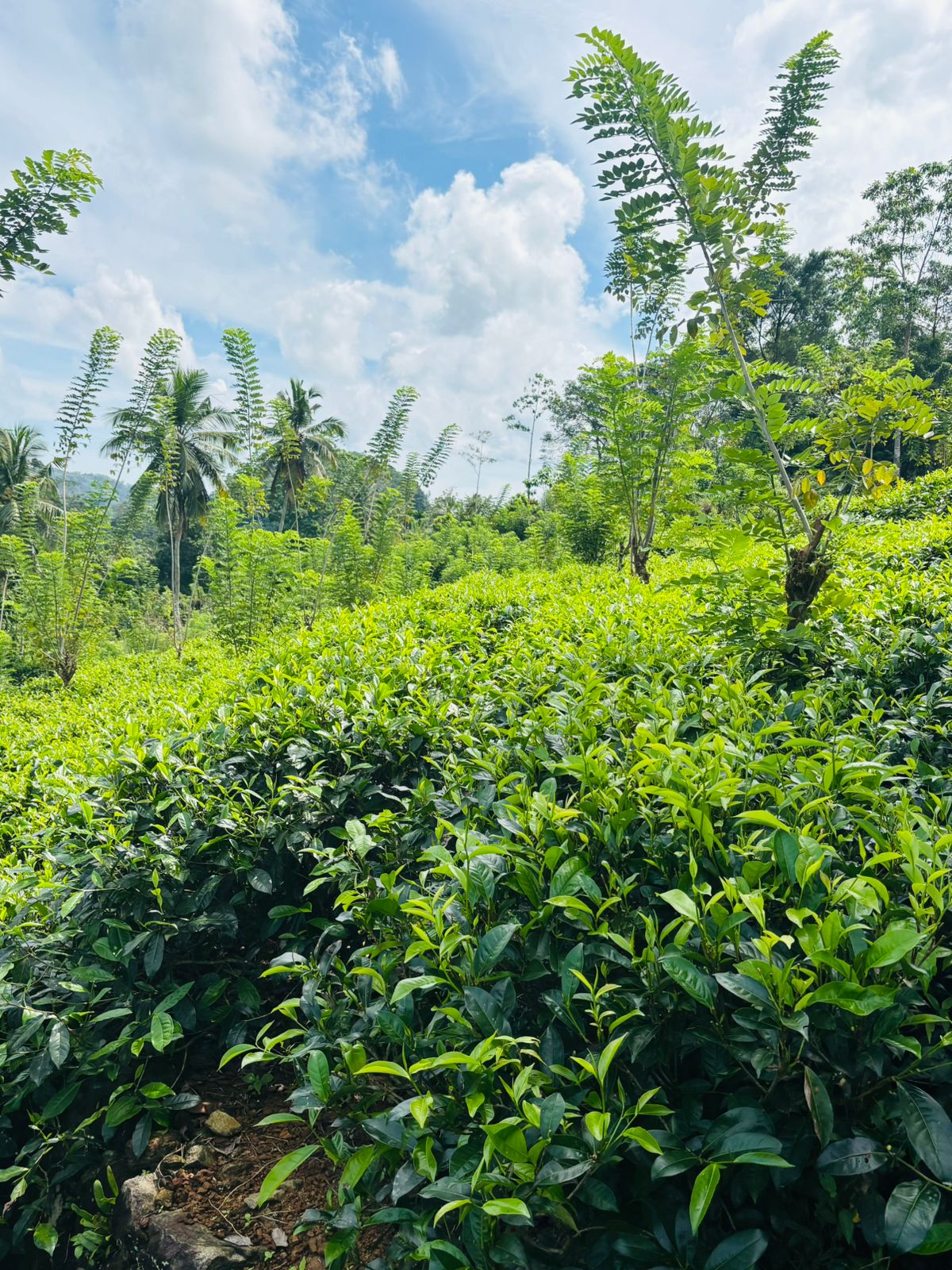 Tea Land for Sale Galle