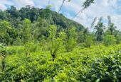 Tea Land for Sale Galle