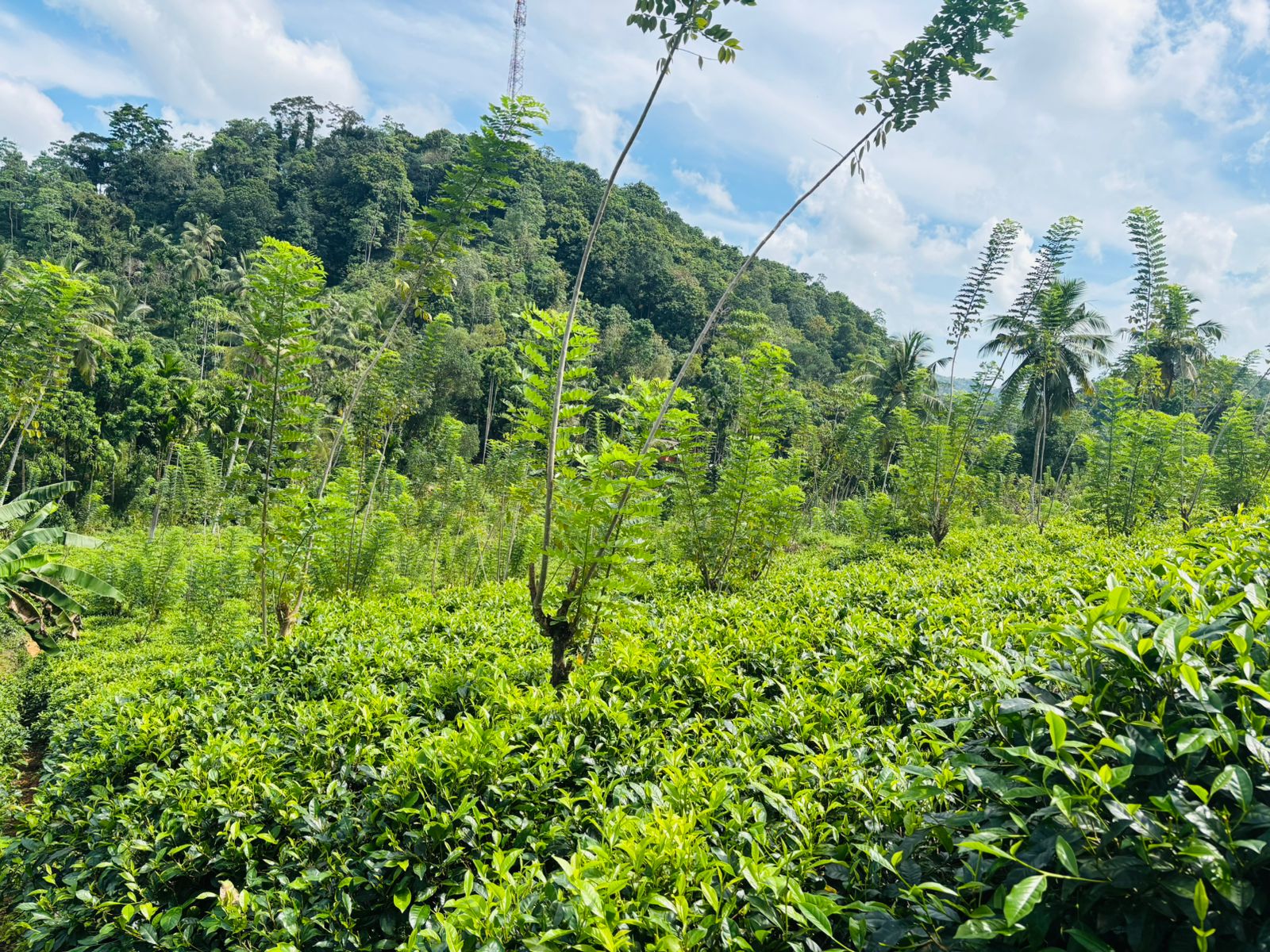 Tea Land for Sale Galle