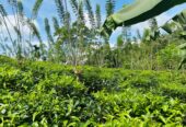 Tea Land for Sale Galle