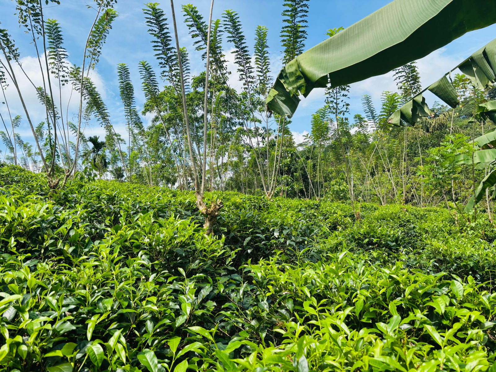 Tea Land for Sale Galle