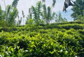 Tea Land for Sale Galle