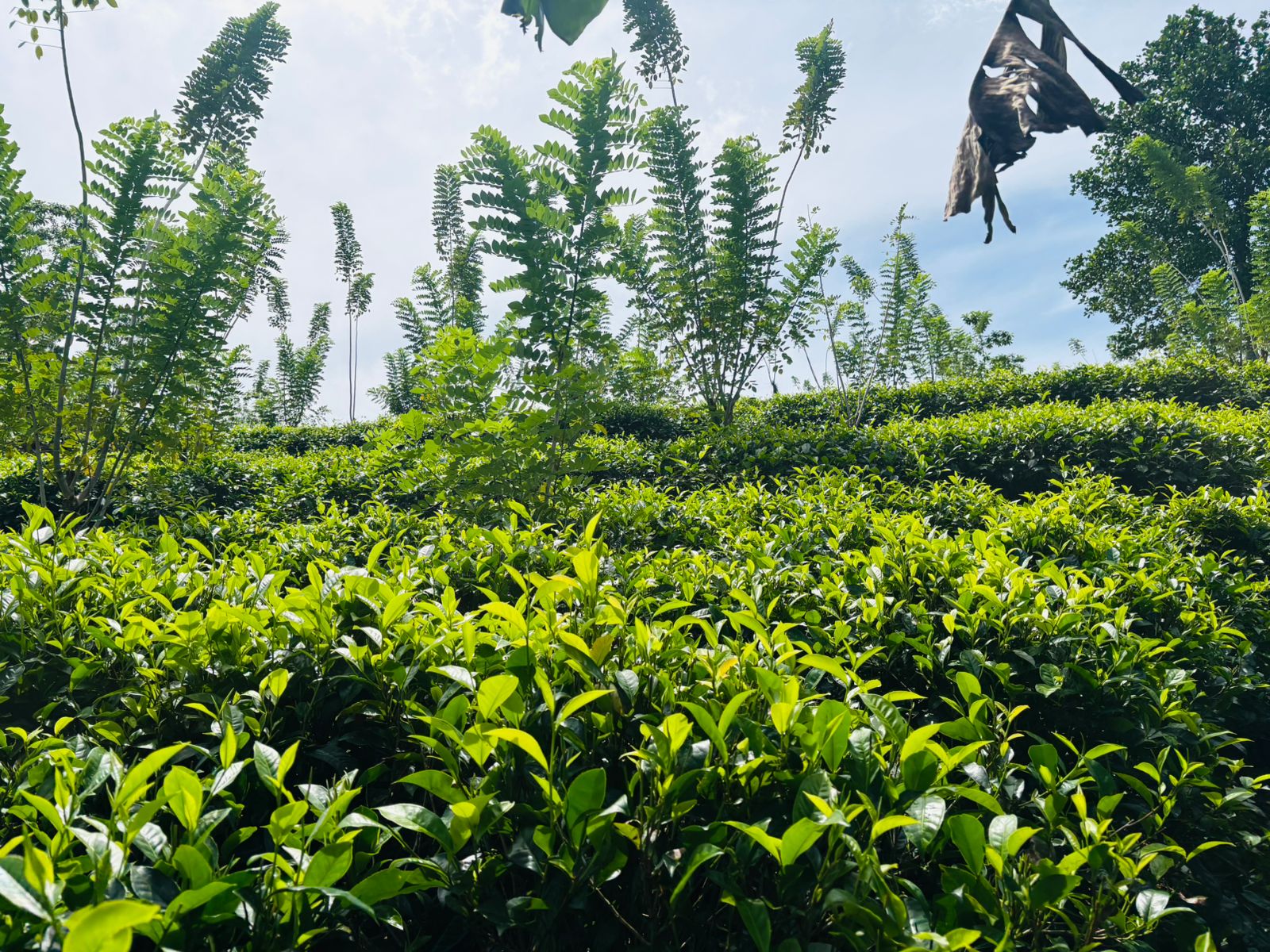 Tea Land for Sale Galle