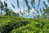 Tea Land for Sale Galle