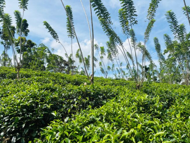 Tea Land for Sale Galle