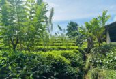 Tea Land for Sale Galle