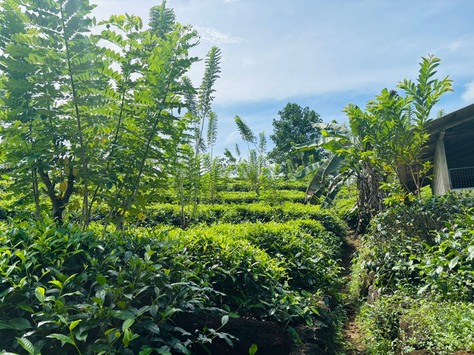 Tea Land for Sale Galle