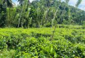 Tea Land for Sale Galle