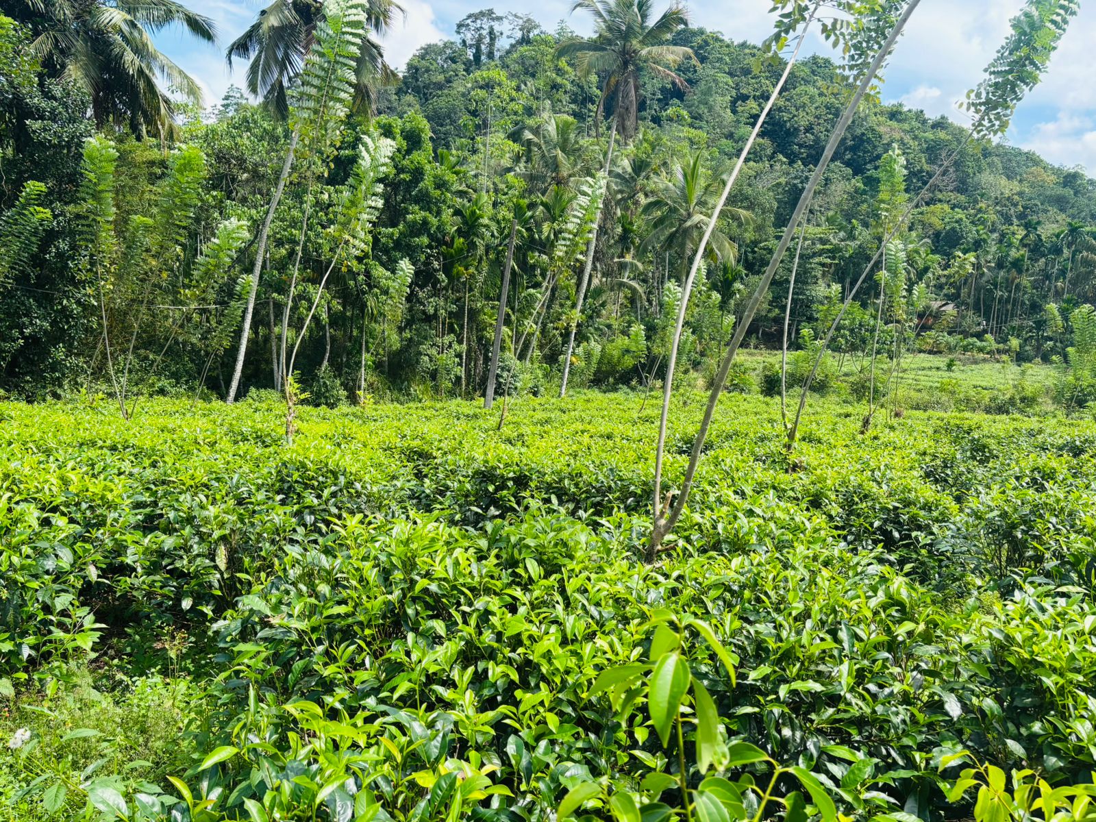 Tea Land for Sale Galle