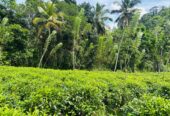 Tea Land for Sale Galle