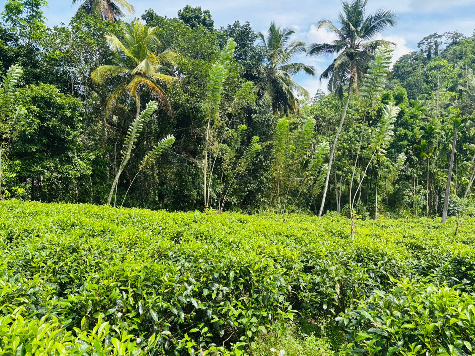 Tea Land for Sale Galle