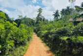 Tea Land for Sale Galle