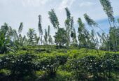 Tea Land for Sale Galle