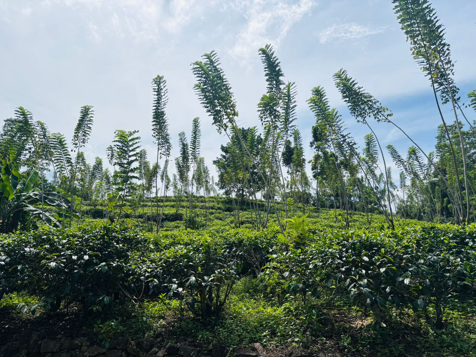 Tea Land for Sale Galle