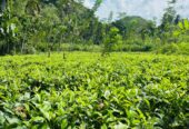 Tea Land for Sale Galle