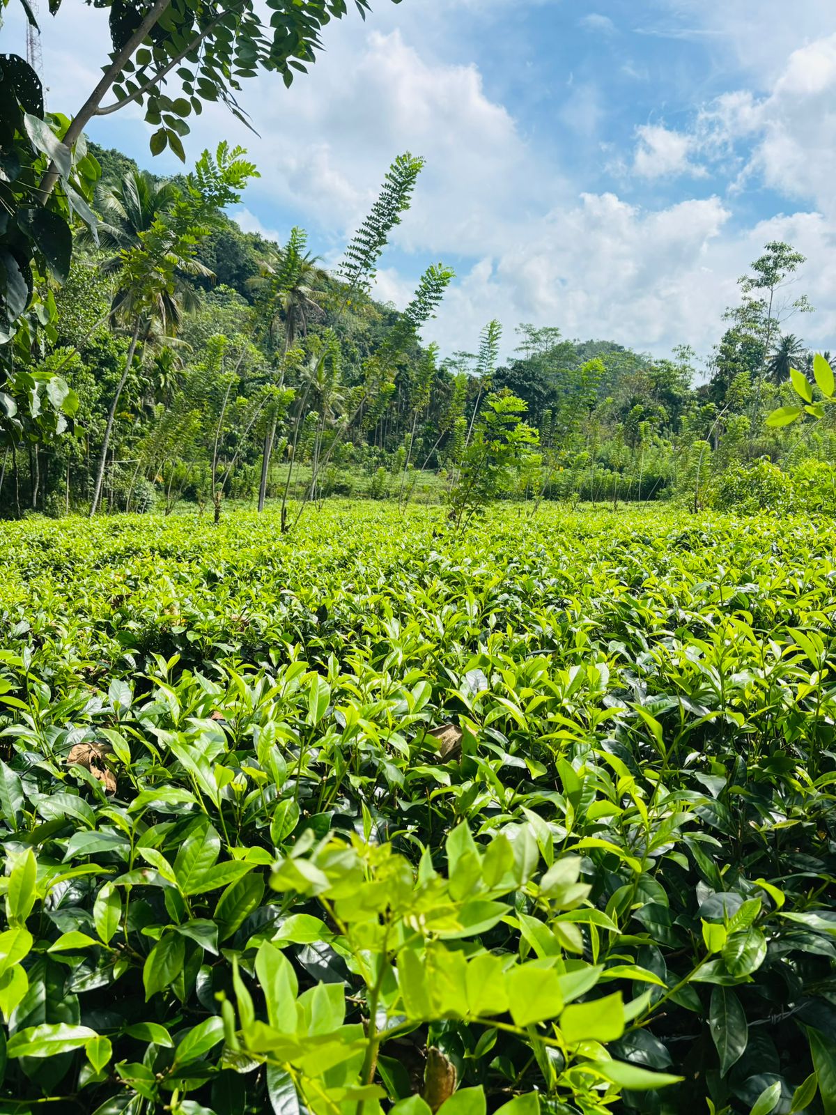 Tea Land for Sale Galle