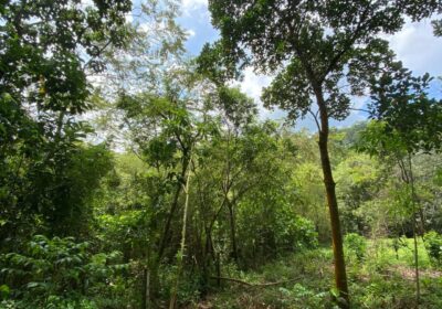 Land for Sale in Ingiriya