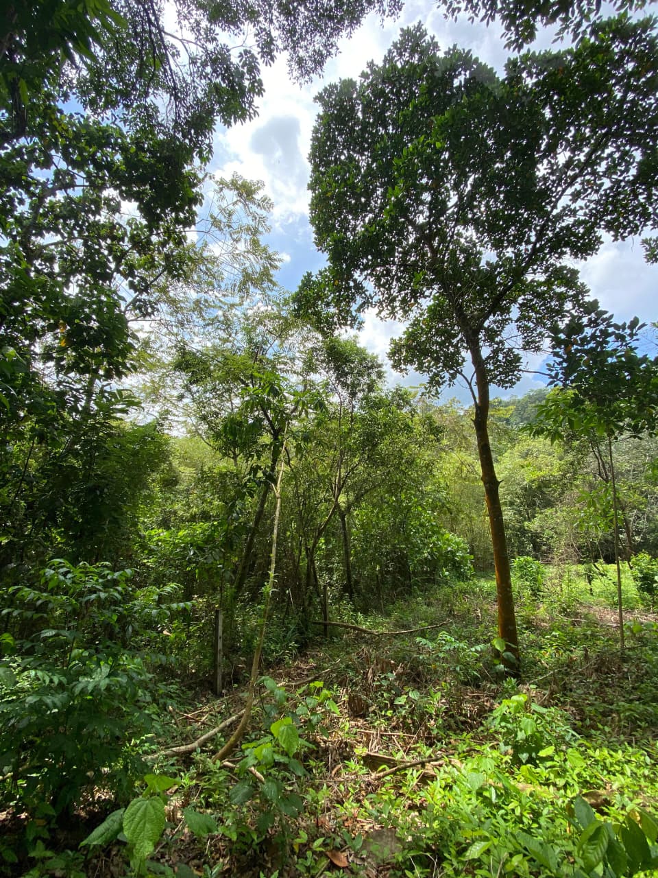 Land for Sale in Ingiriya