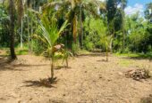 Land For Sale Bibile (Pothubandana)