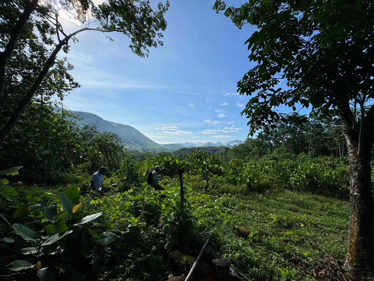 Scenic 8.5 Acre Land in Kiriella