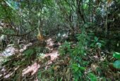 Scenic 8.5 Acre Land in Kiriella