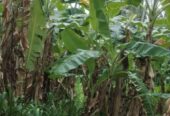 Coconut Land for Sale – Melsiripura