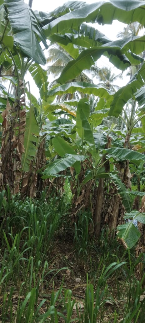 Coconut Land for Sale – Melsiripura