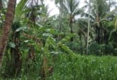 Coconut Land for Sale – Melsiripura