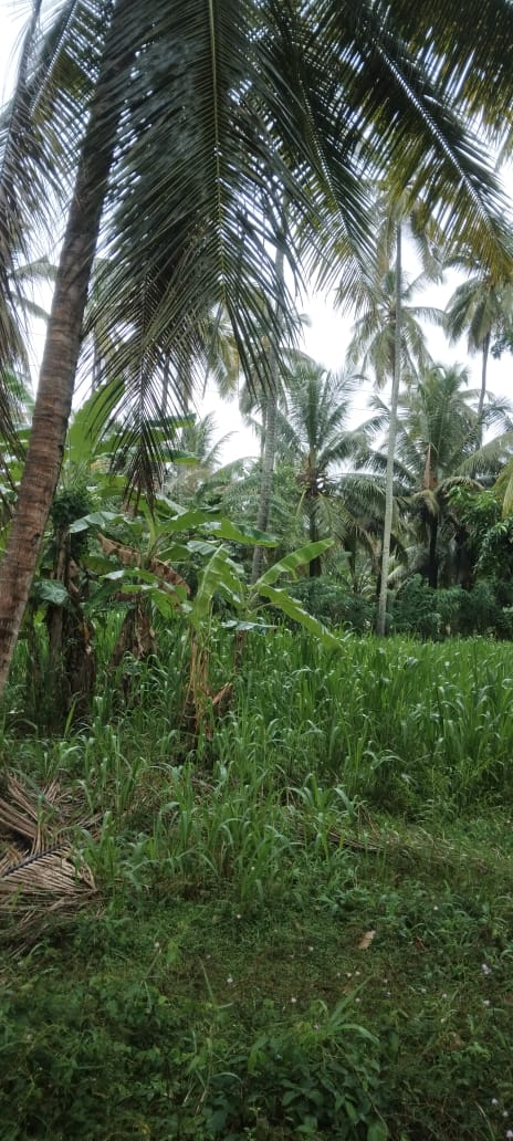 Coconut Land for Sale – Melsiripura