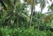 Coconut Land for Sale – Melsiripura