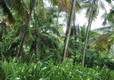 Coconut Land for Sale – Melsiripura