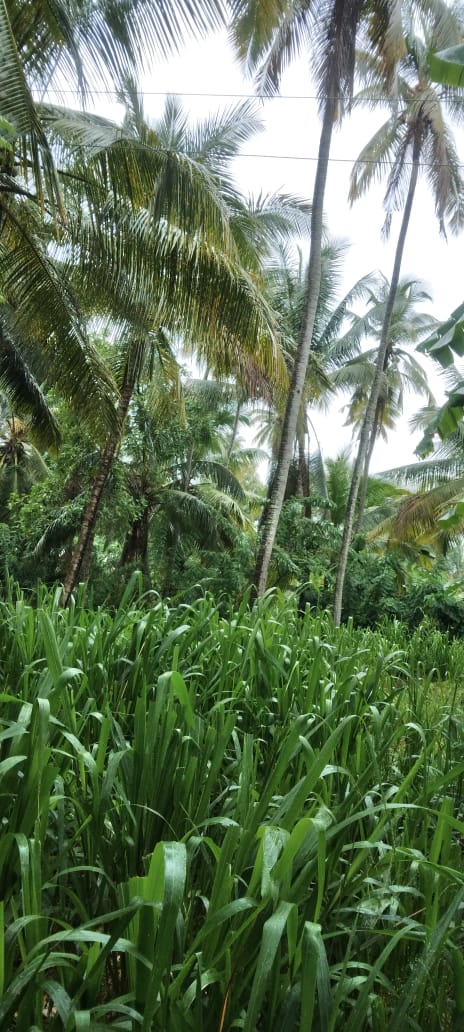 Coconut Land for Sale – Melsiripura