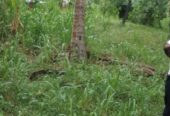 Coconut Land for Sale – Melsiripura