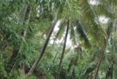 Coconut Land for Sale – Melsiripura