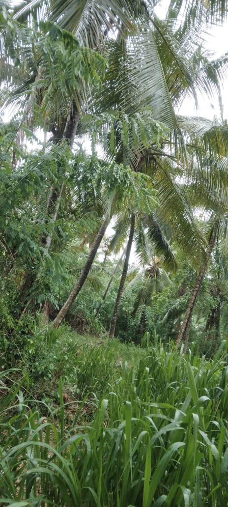 Coconut Land for Sale – Melsiripura