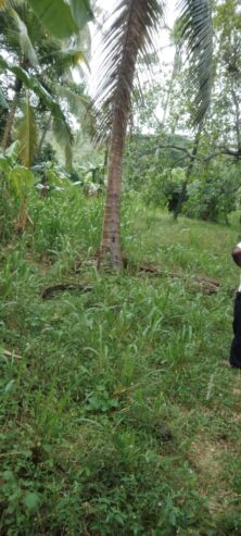 Coconut Land for Sale – Melsiripura