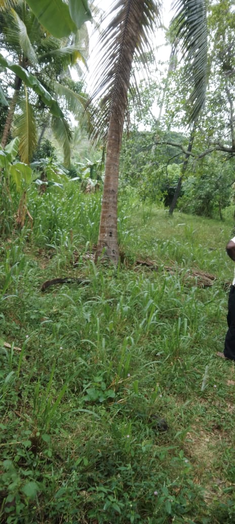 Coconut Land for Sale – Melsiripura