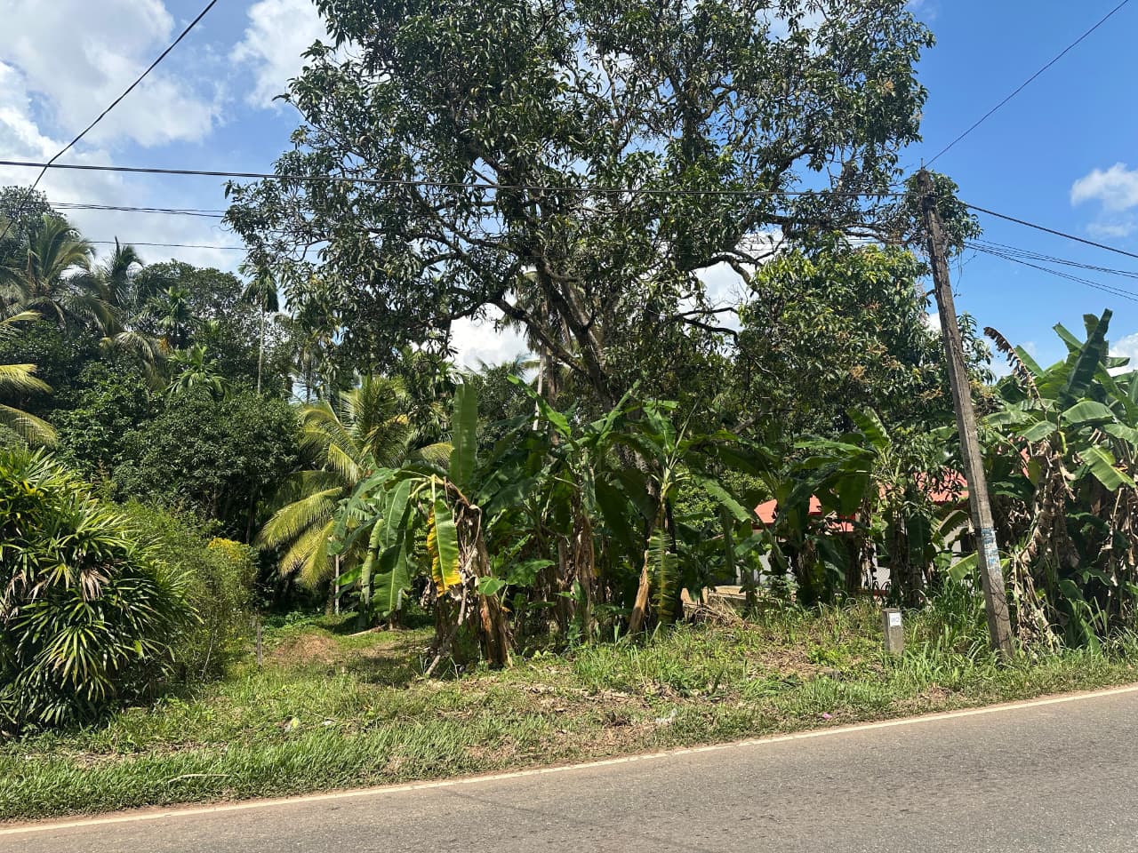 31 Perch Land for Sale in Ellakkala (Negotiable)