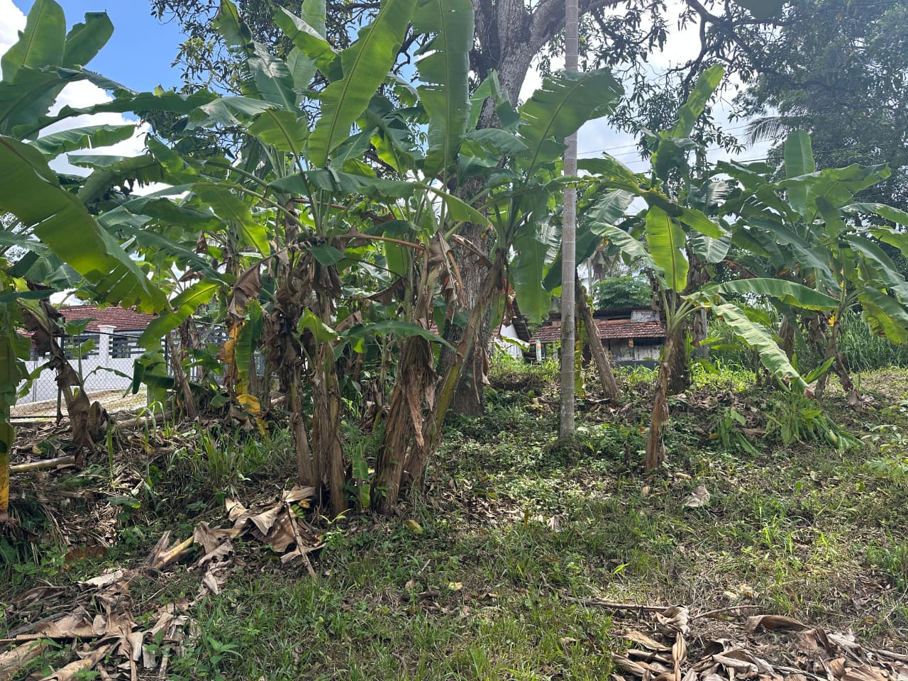 31 Perch Land for Sale in Ellakkala (Negotiable)