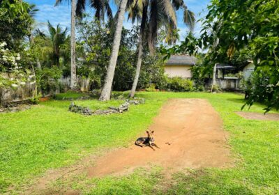 41 and 39 Perches Two Land Plots with Houses for Sale in Panadura