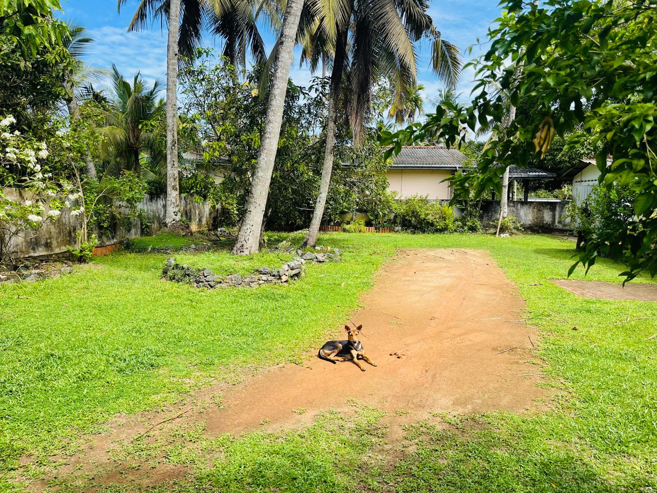 41 and 39 Perches Two Land Plots with Houses for Sale in Panadura