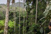Land for Sale in Dodangoda 100m to Southern Expressway Entrance