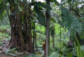 Land for Sale in Dodangoda 100m to Southern Expressway Entrance