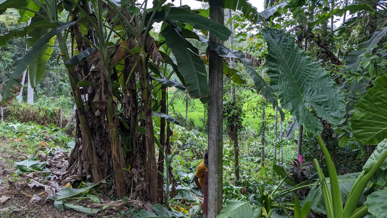 Land for Sale in Dodangoda 100m to Southern Expressway Entrance