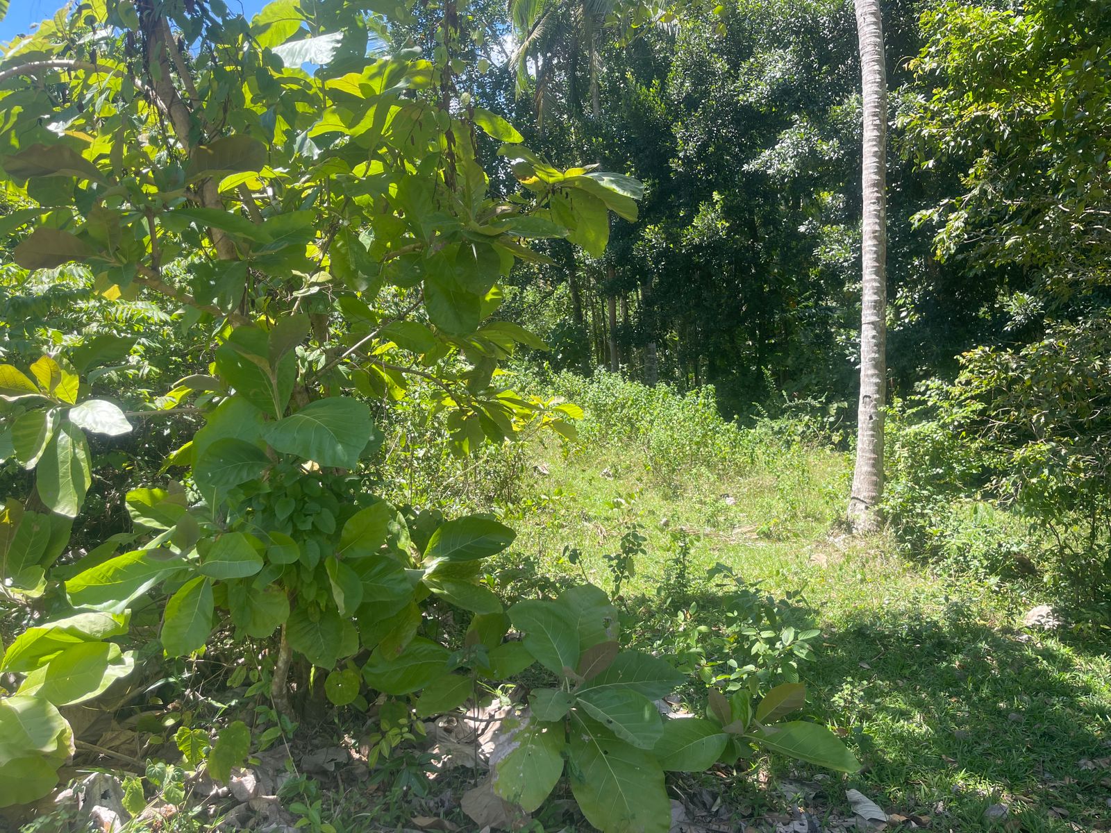 බෙලිඅත්ත නගරයේන් පදිංචියට හොද ඉඩම