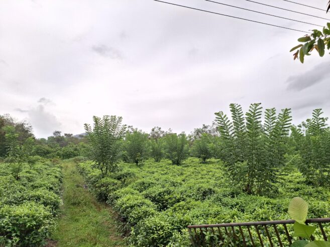 Road Side Land for Sale Matugama