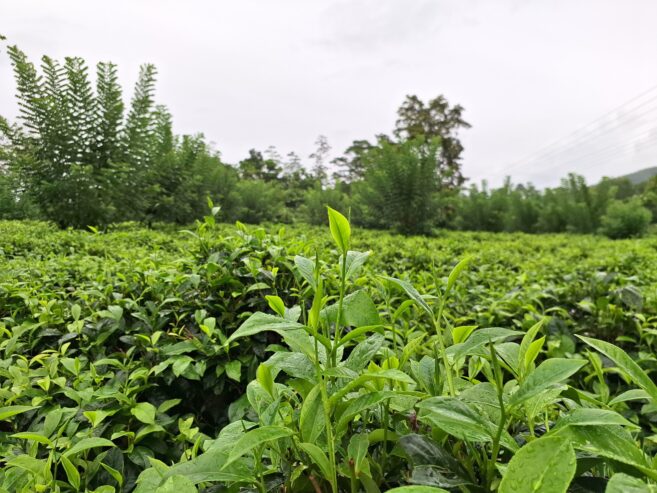 Road Side Land for Sale Matugama