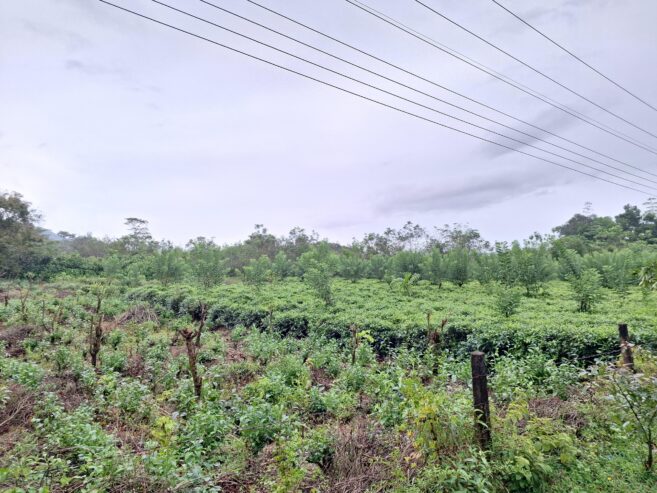 Road Side Land for Sale Matugama
